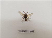 藏品(雙斑馬蜂)的圖片